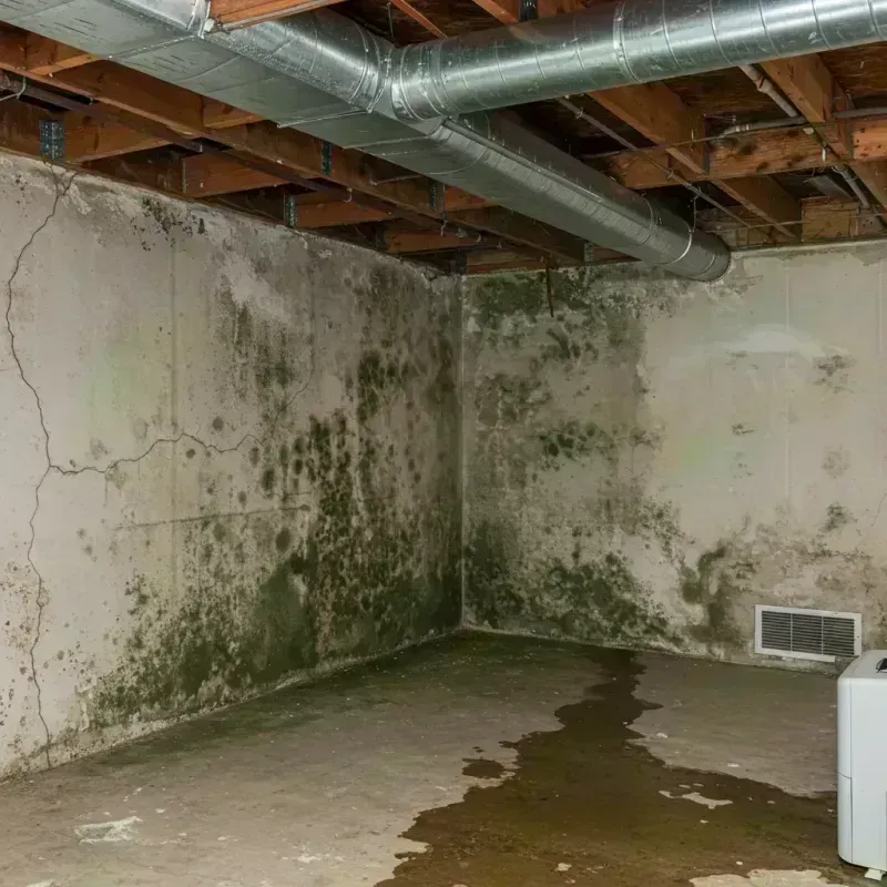 Professional Mold Removal in Lock Haven, PA